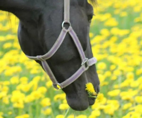 Visit Hautakylae Hautakyla